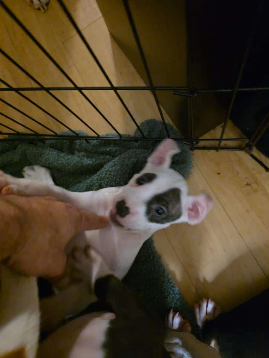 pitbull puppies for adoption image 9