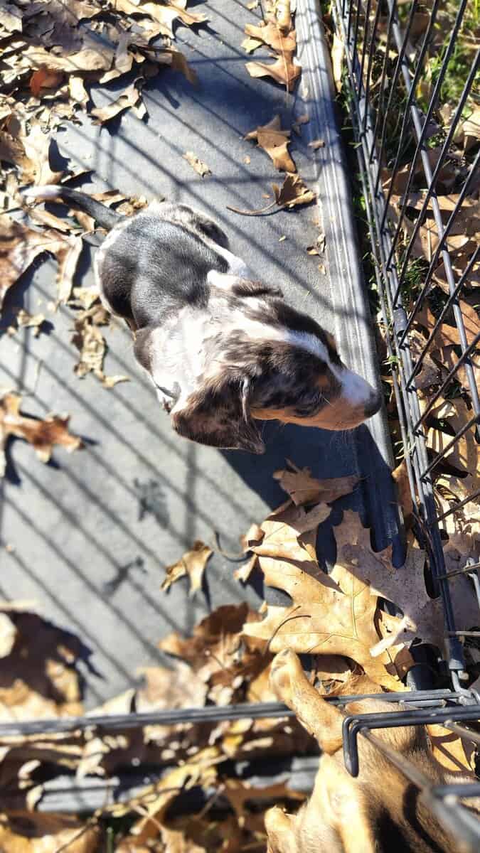 Mini Dachshund image 7