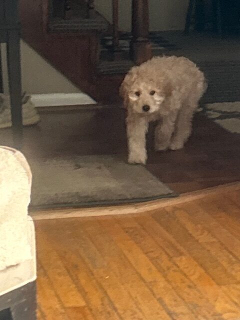 Standard Goldendoodle Puppies image 4