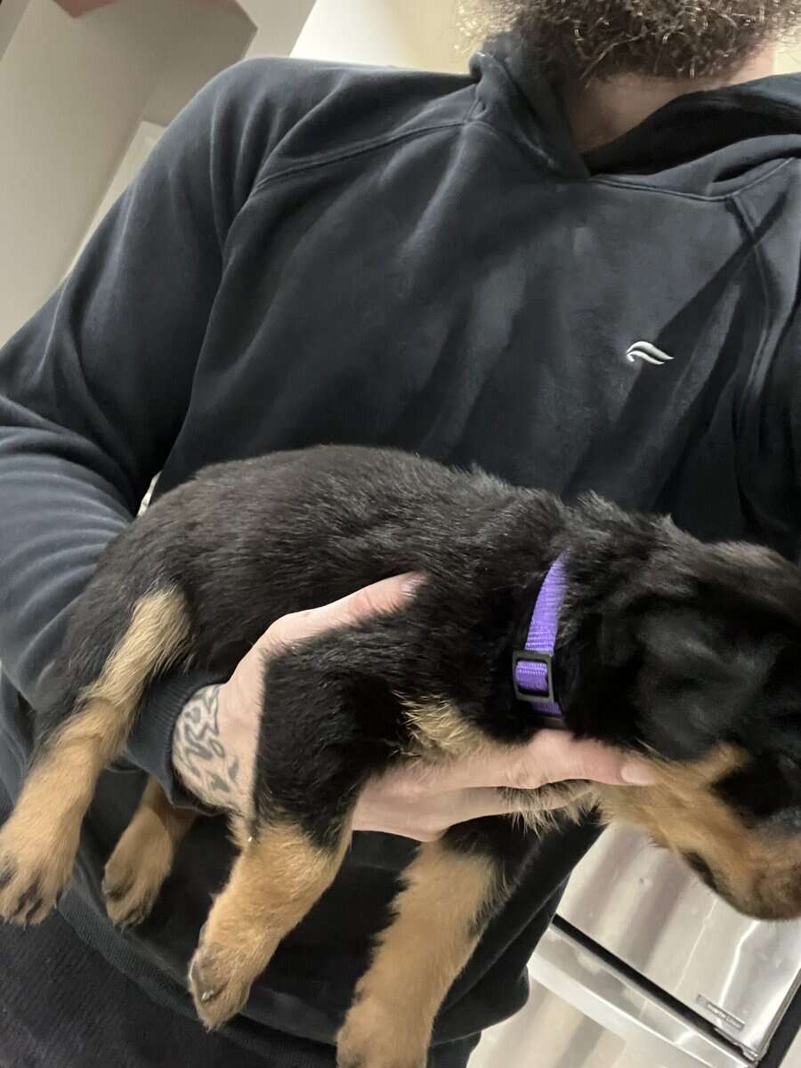 Purple Collar Rottweiler image 2