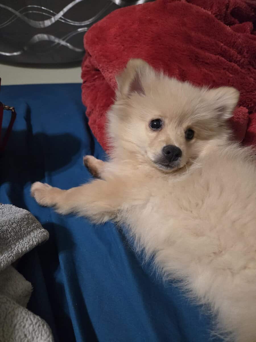 Pomeranian puppy image 1