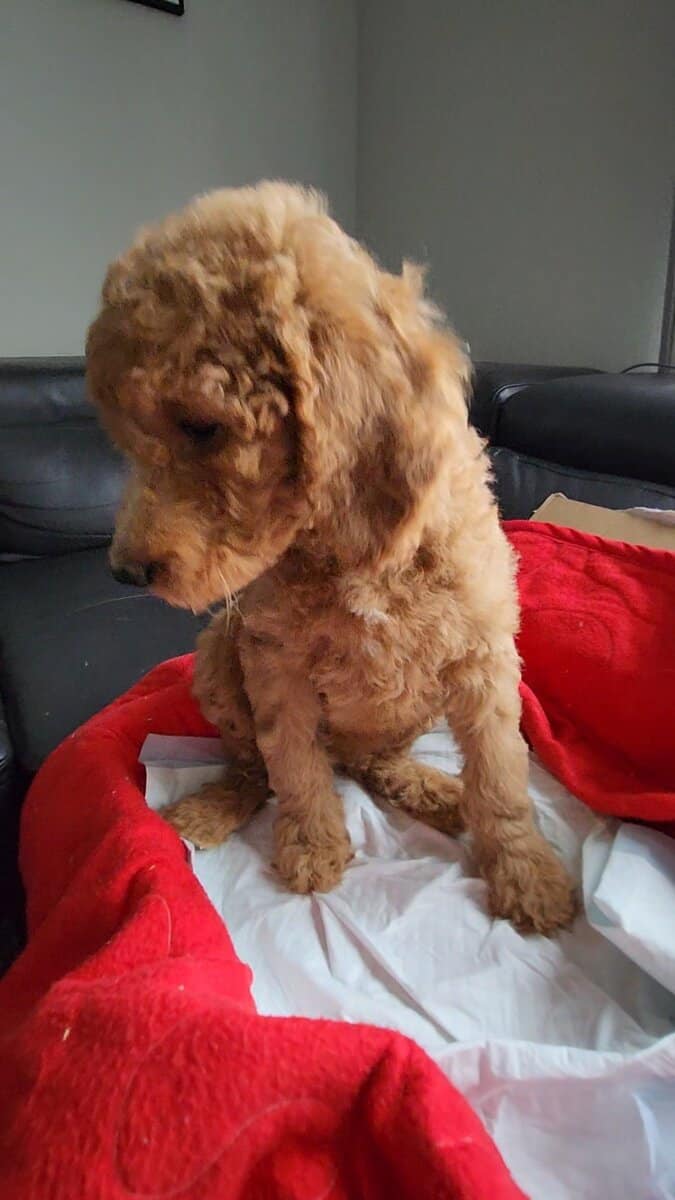 Golden Doodle Puppies 9wks image 4