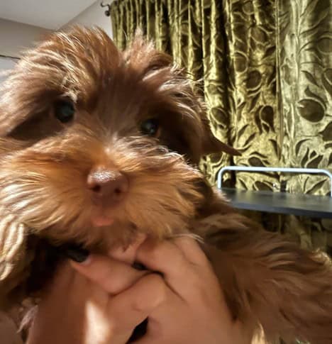 Rare Bitter Chocolate Yorkipoo cuddle bug image 1