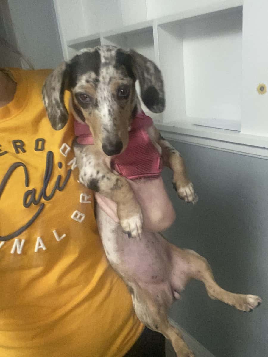 Mini dapple Dachshund ACA registered image 3