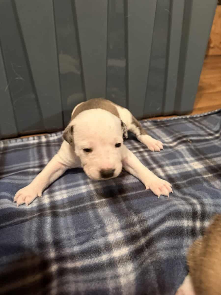 Female Puppies image 3