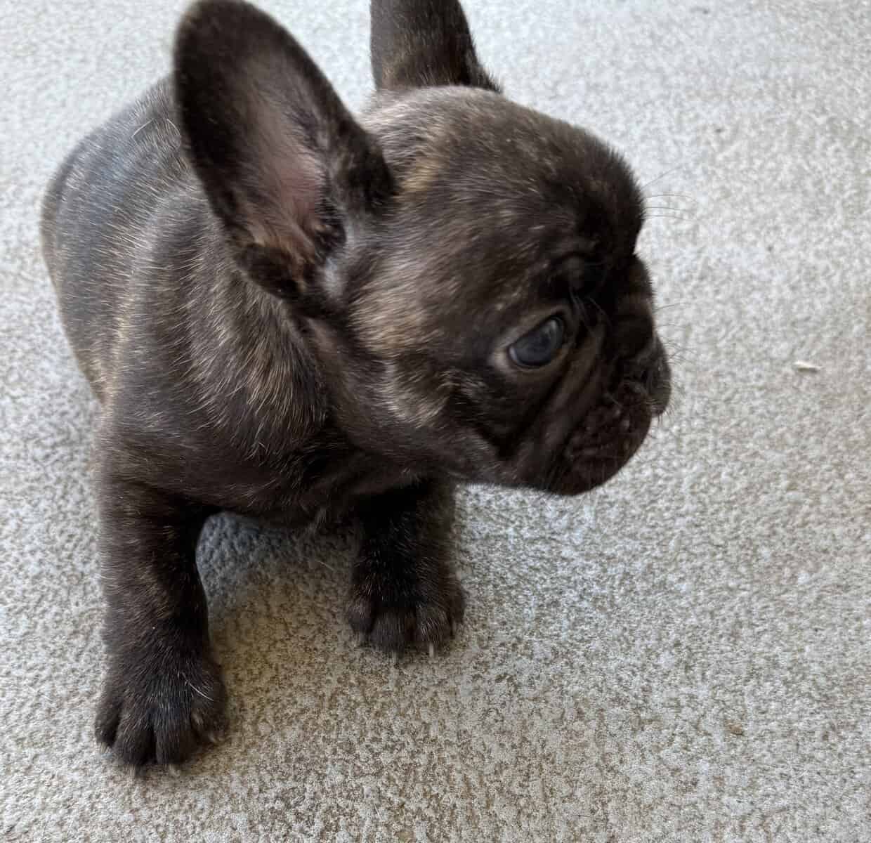 Female puppy French Bulldog reverse brindle image 7