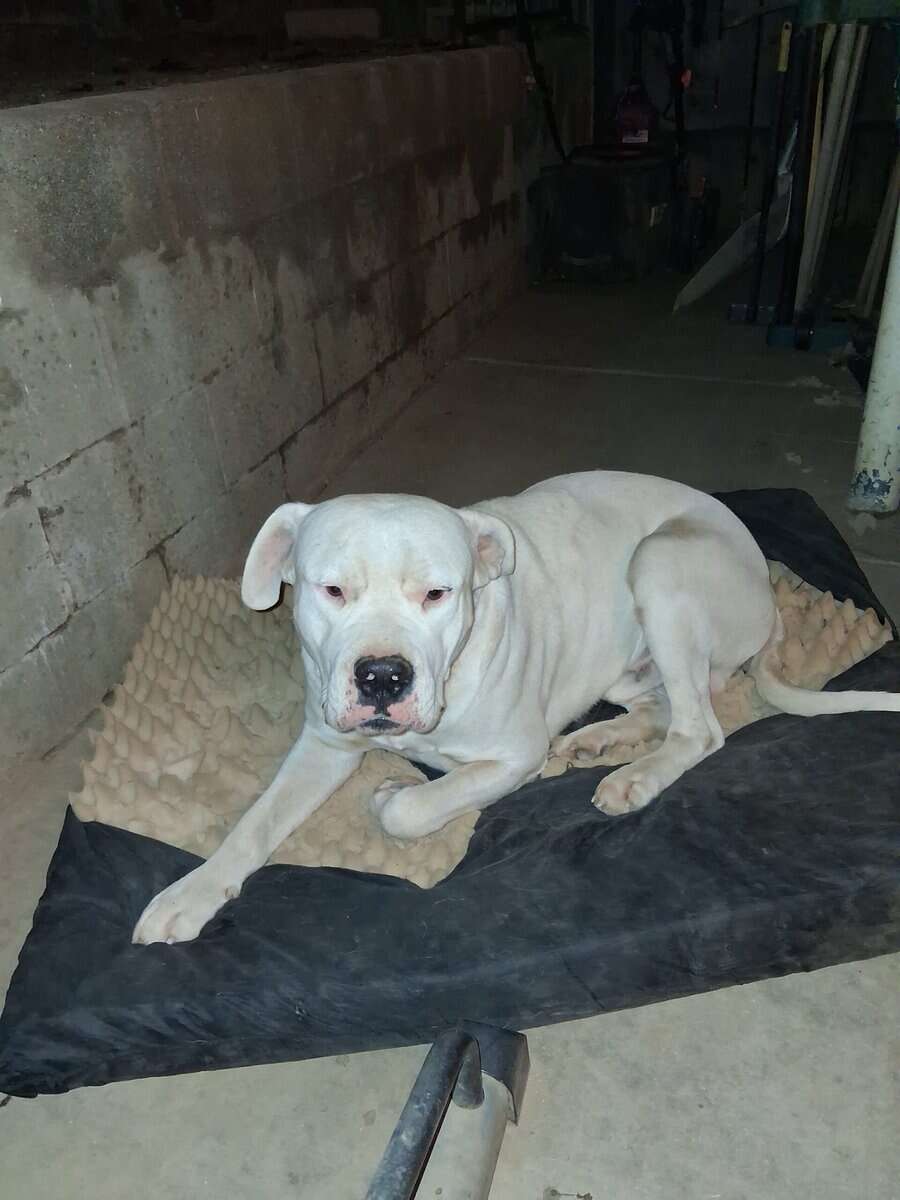 Free Dog image 1
