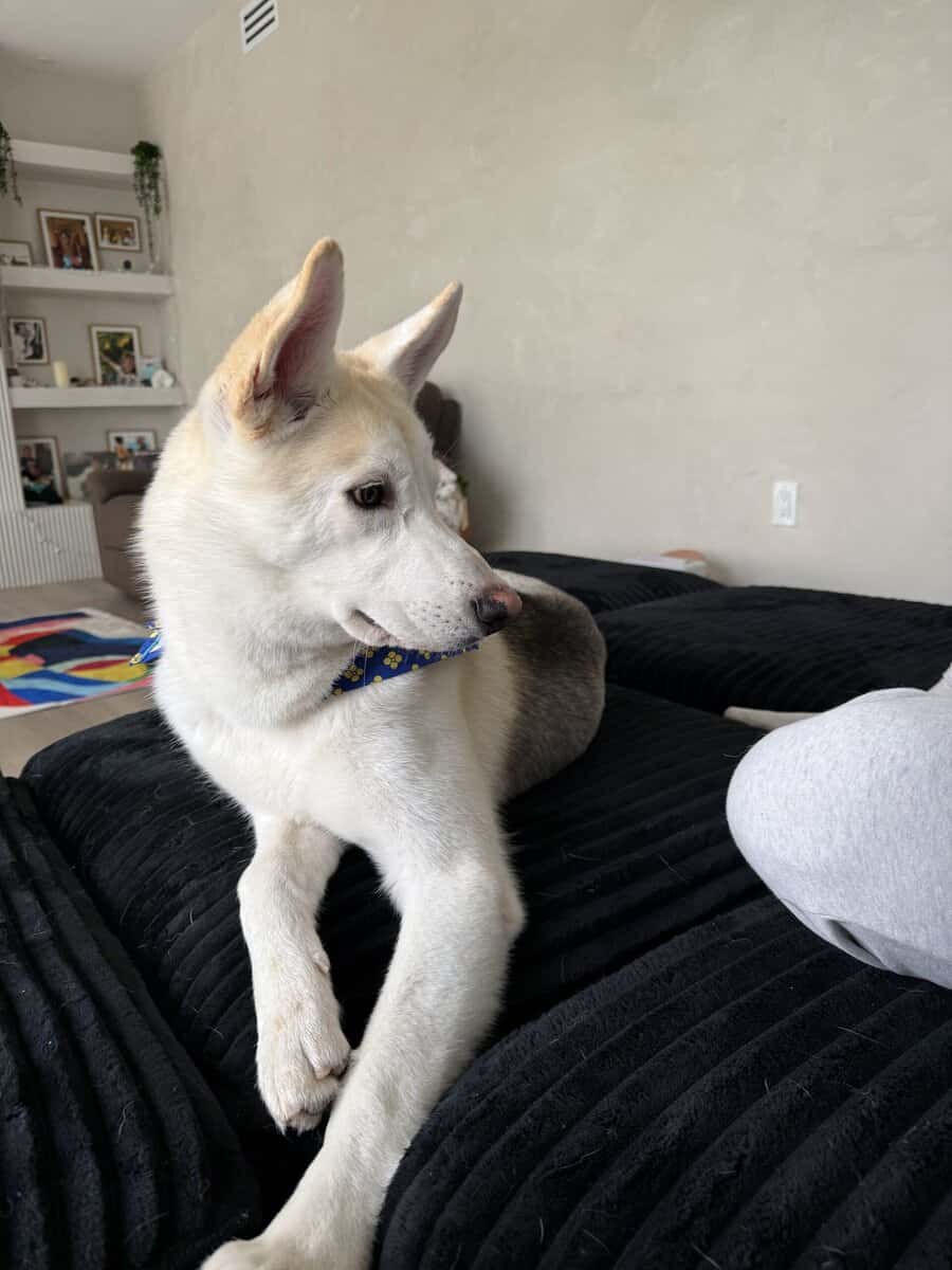 Please adopt Koa image 5