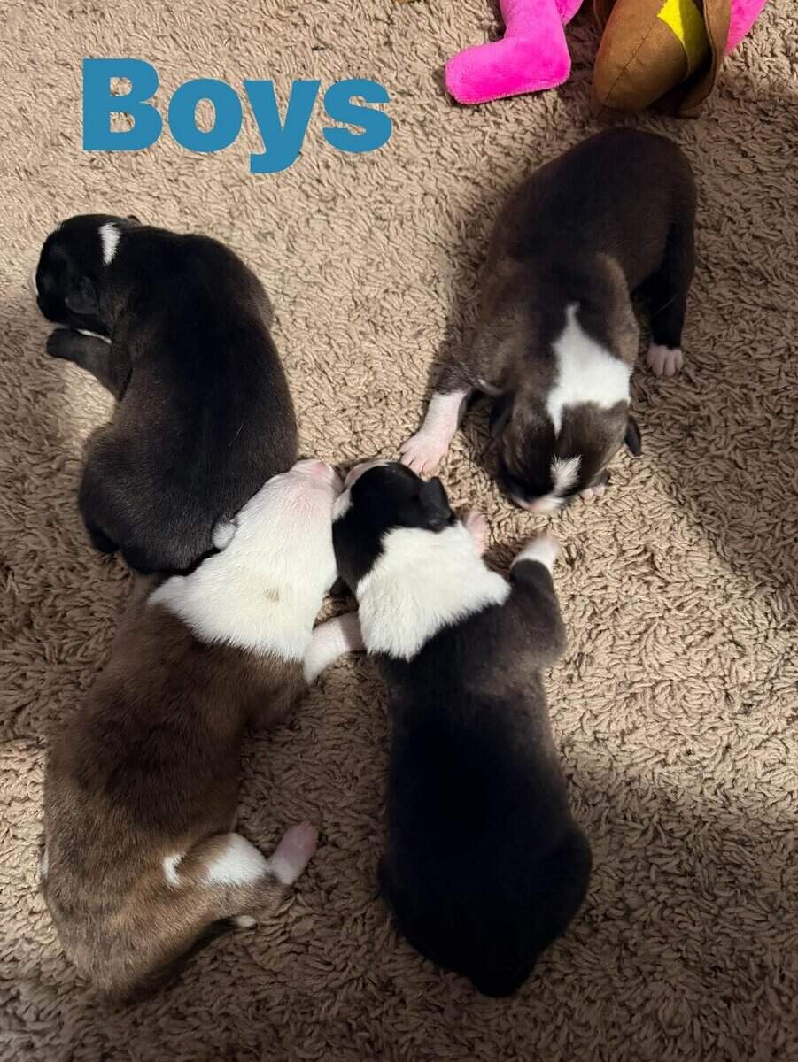 Male Puppies image 1