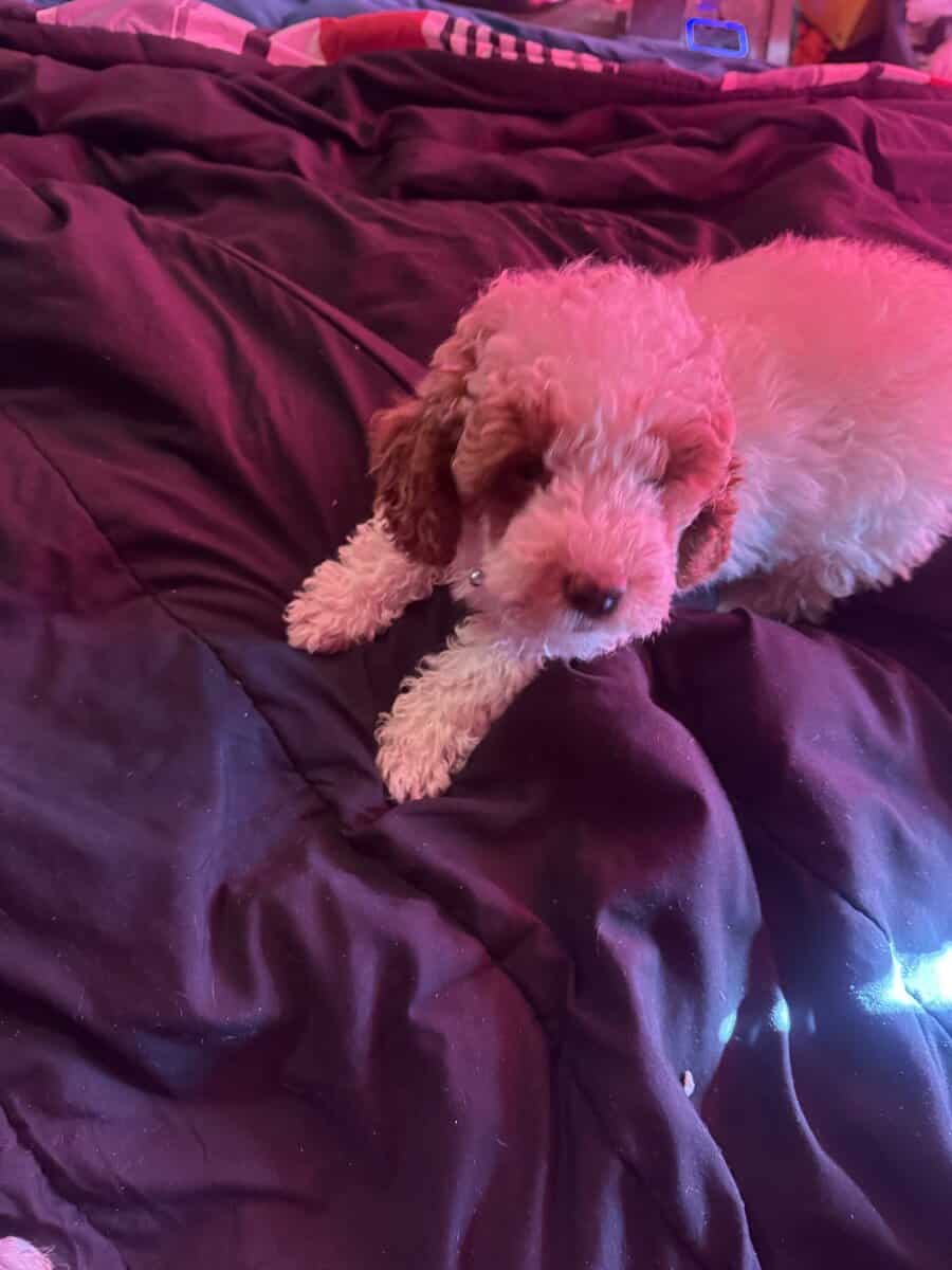 Full blooded miniature poodle image 2