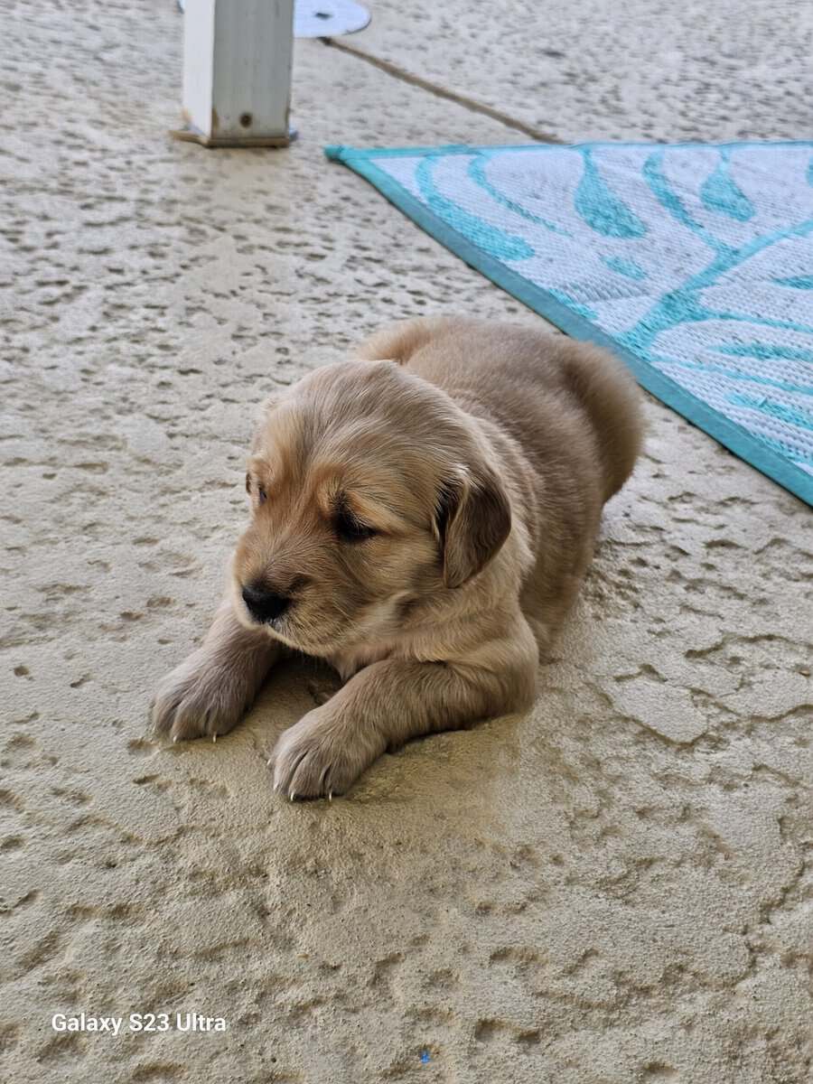 Golden retriever puppies image 5