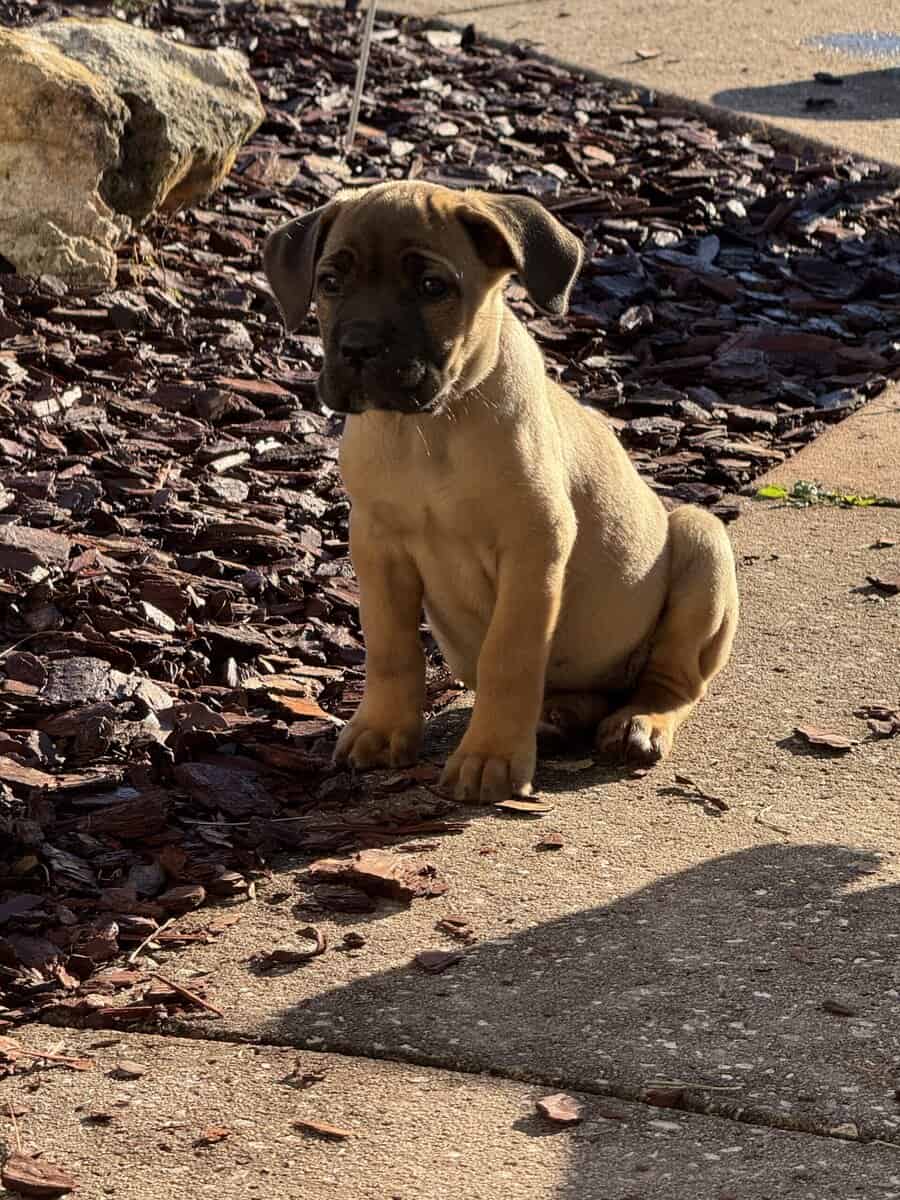 Cane Corso puppies image 18
