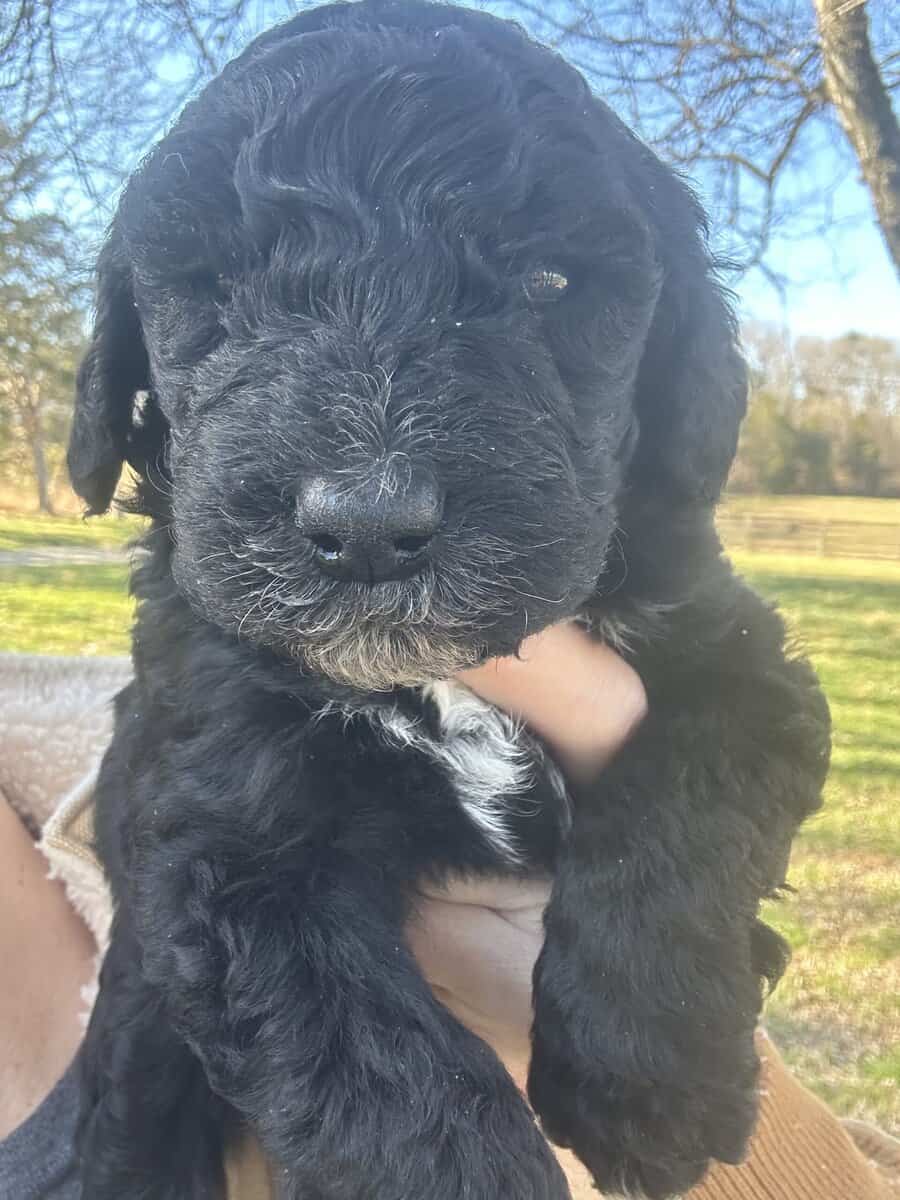 Sheepadoodle Puppies image 4