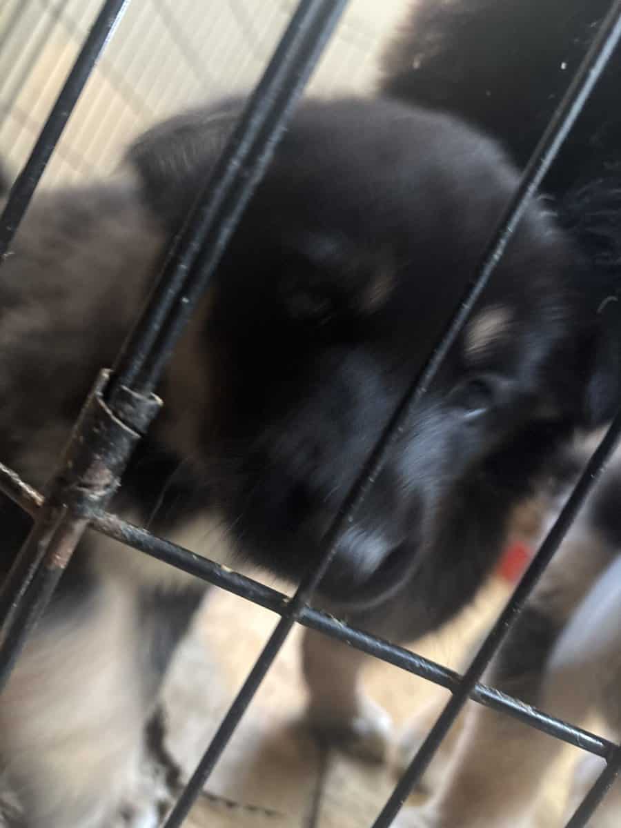 German shepskies image 3