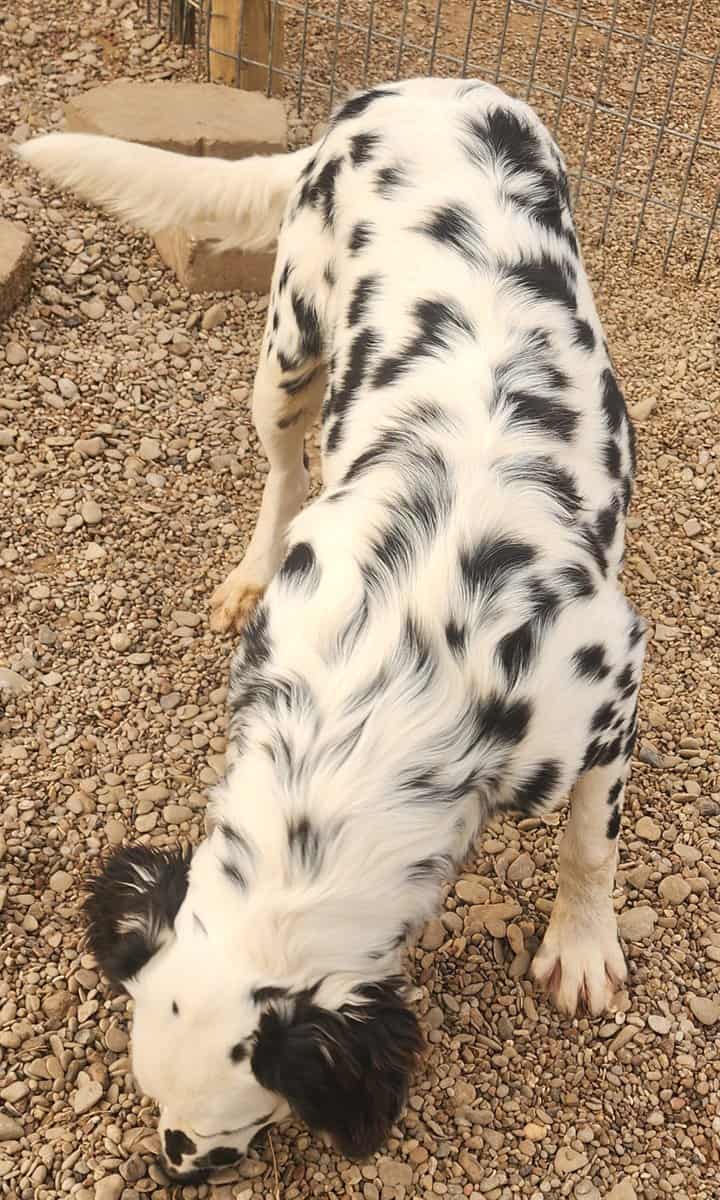 Lucy's Longcoat Lua Boy image 5