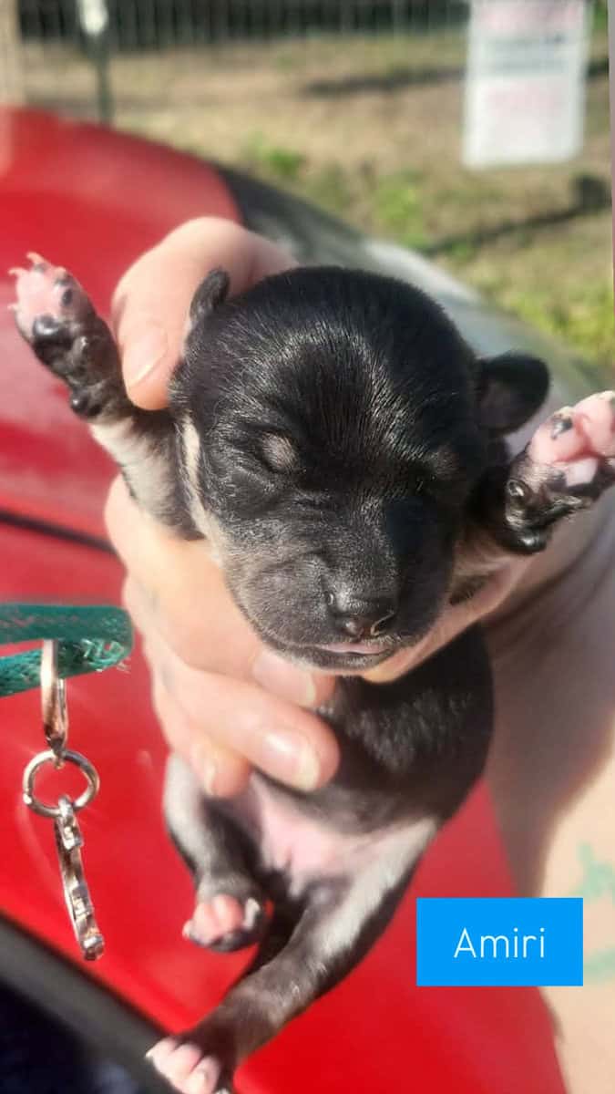 Teacup Chihuahua puppies image 3