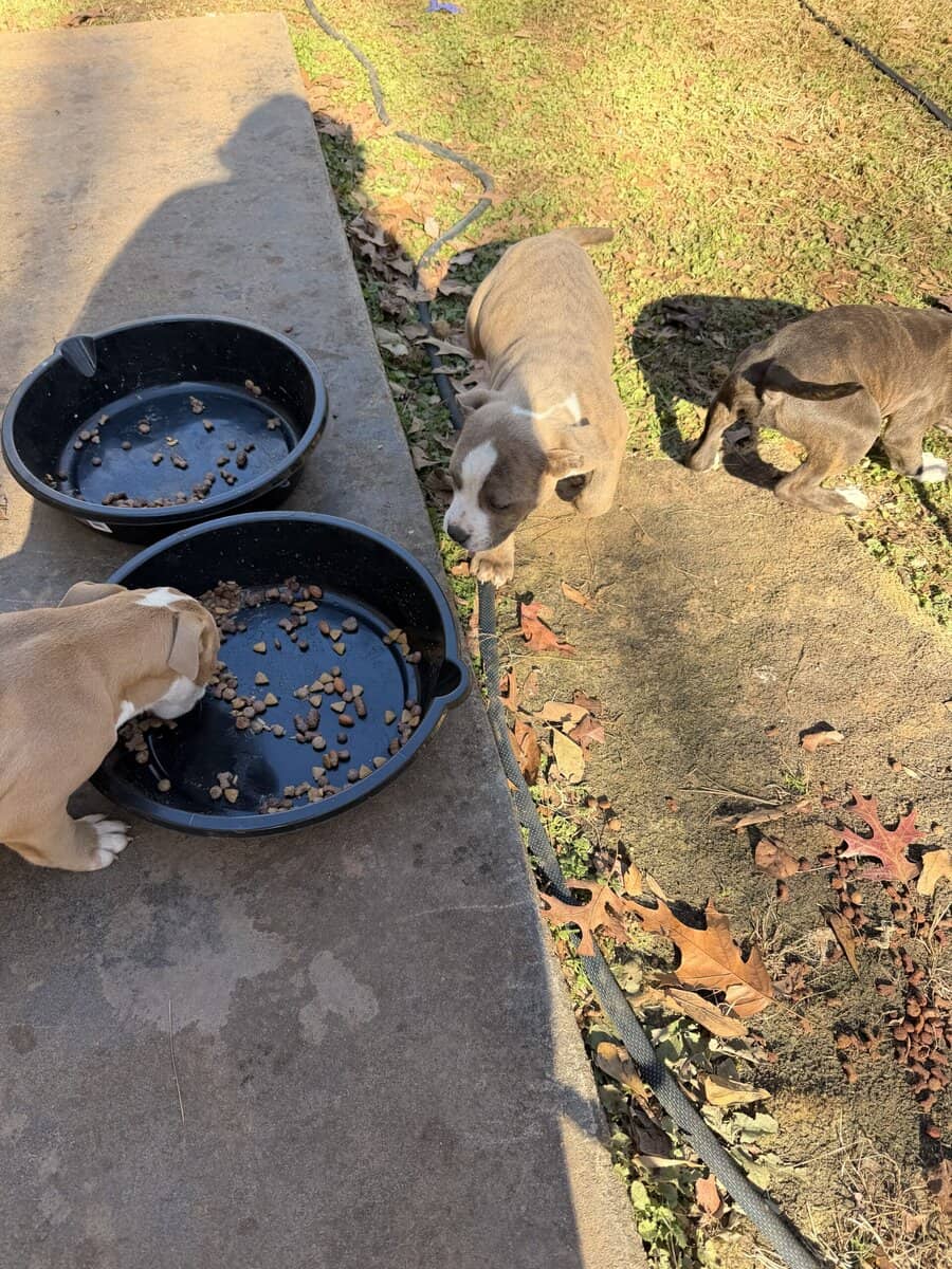 7 2 month old pups image 6