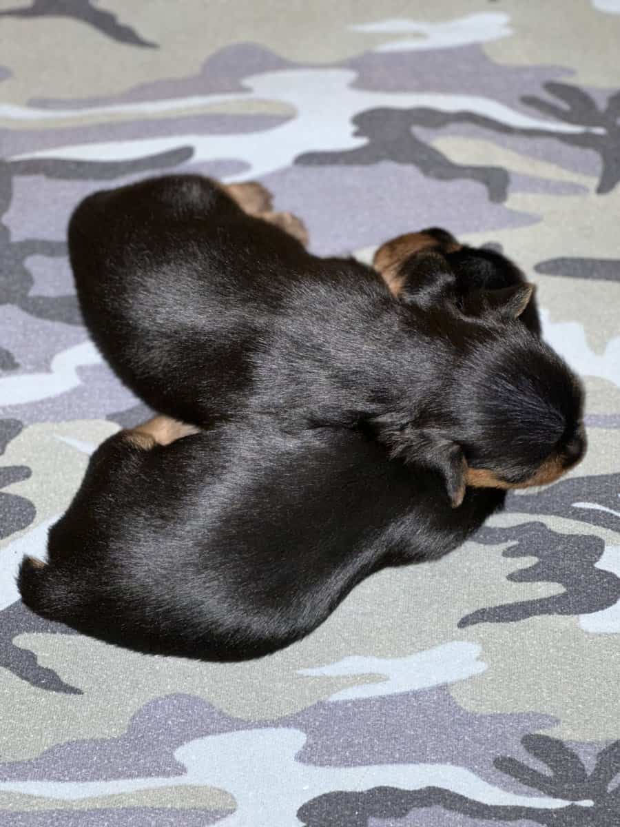 Bring your 2026 in with a cute cuddly puppy image 1