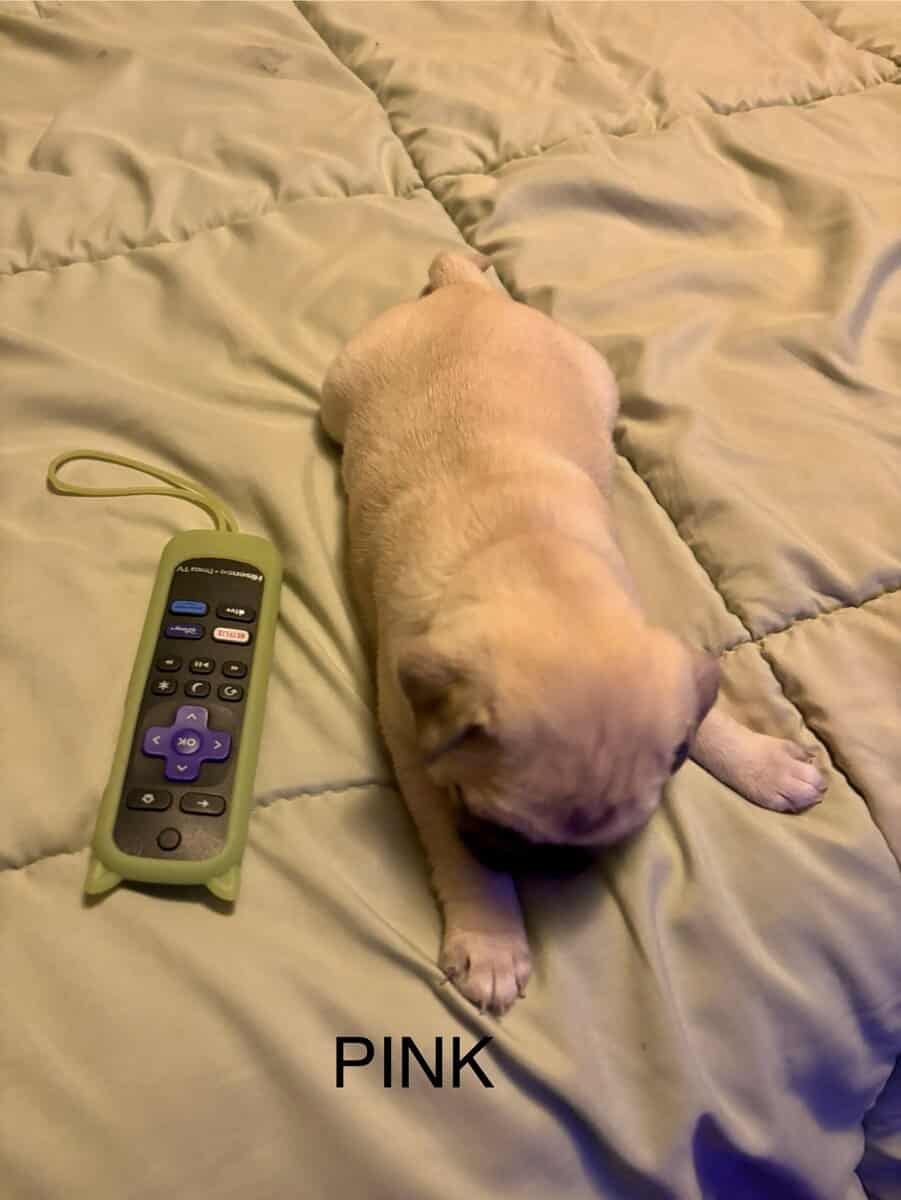 PUG PUPPIES!! image 16