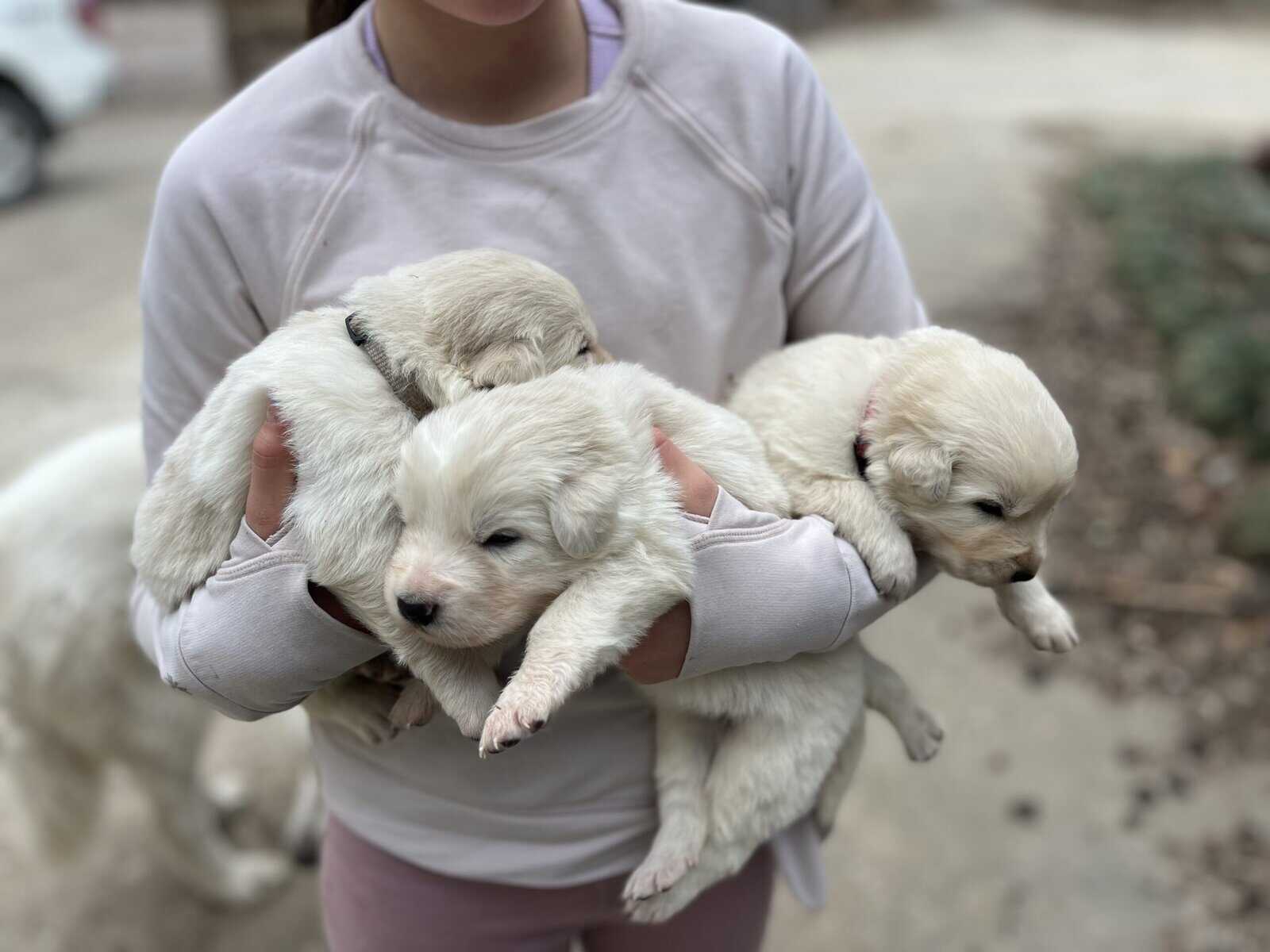 Farm Raised Maremma Livestock Guardian Puppies image 4