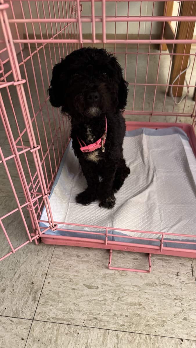 STUNNING Bichpoo Seeking her Forever person image 1