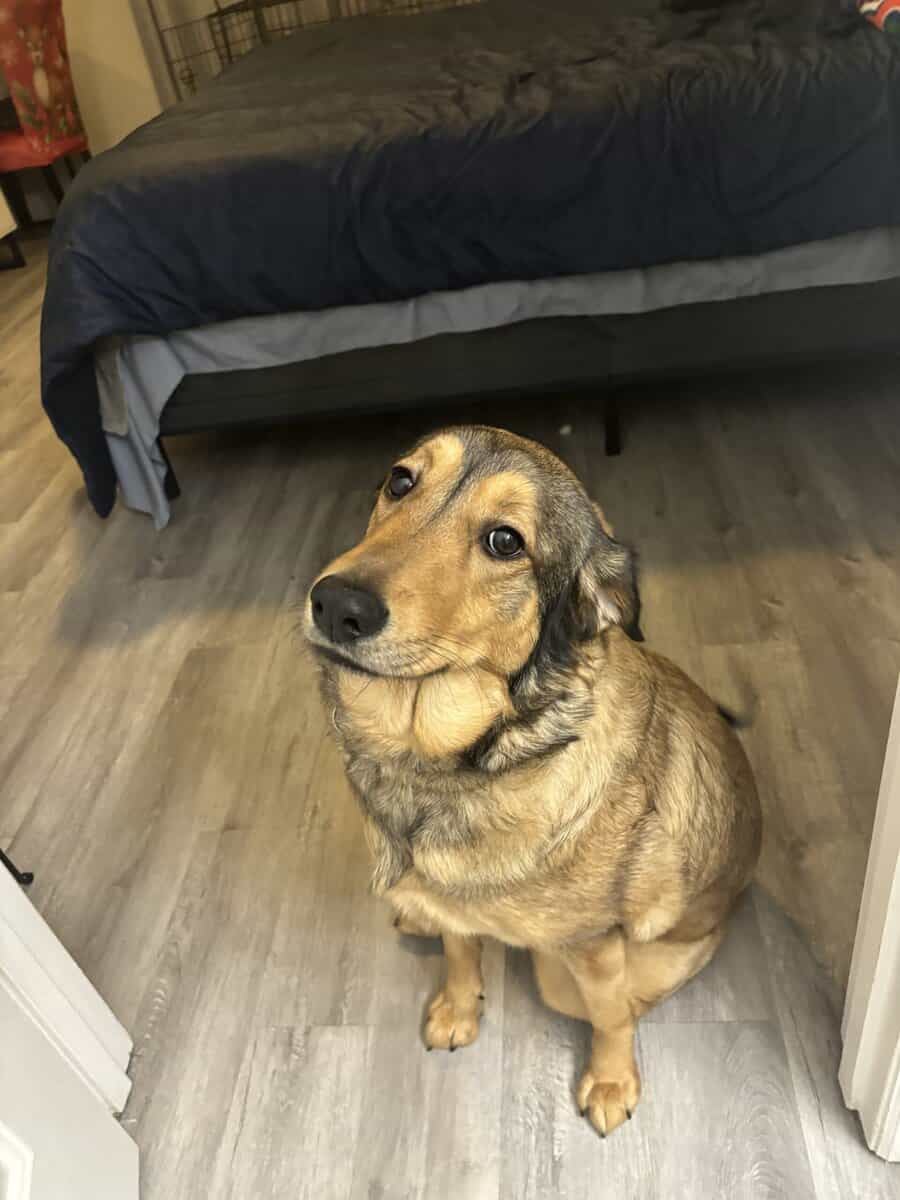 German Shepard/ Labrador Mix (f) image 1