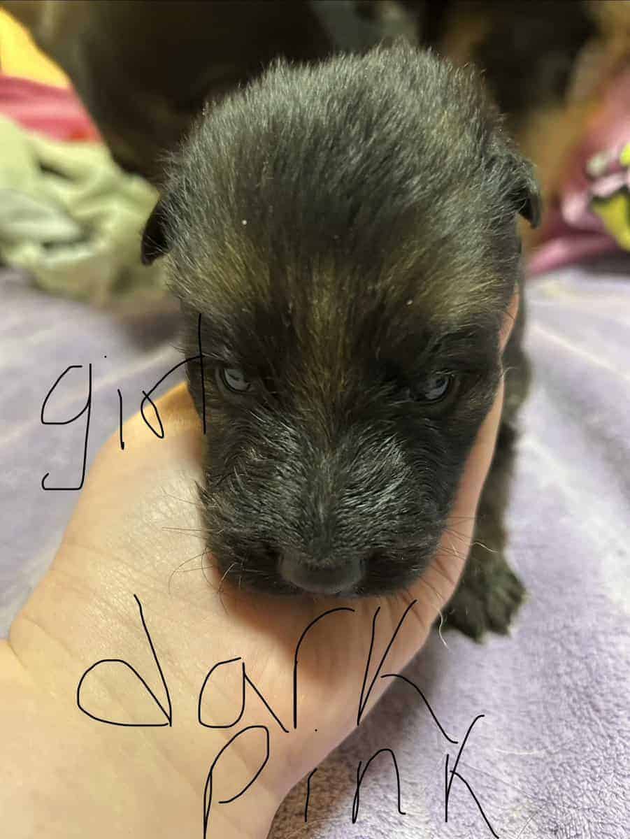 German Shepherd puppies image 3