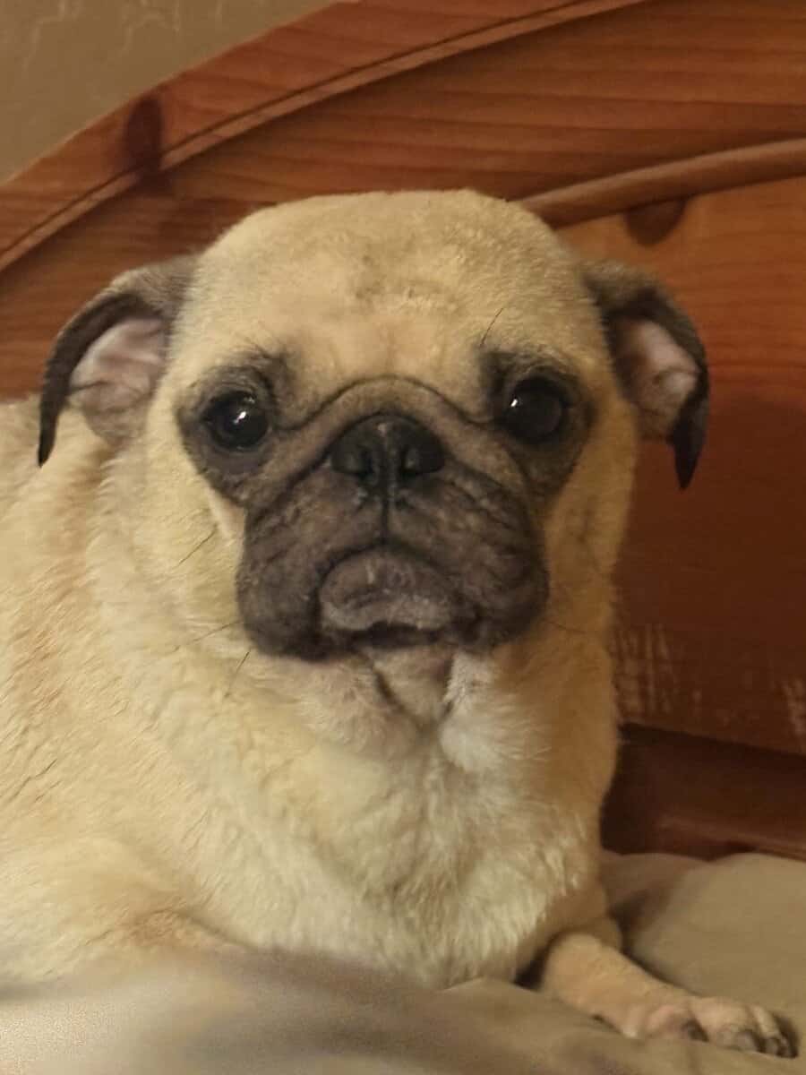 Pug Maltese mix image 2