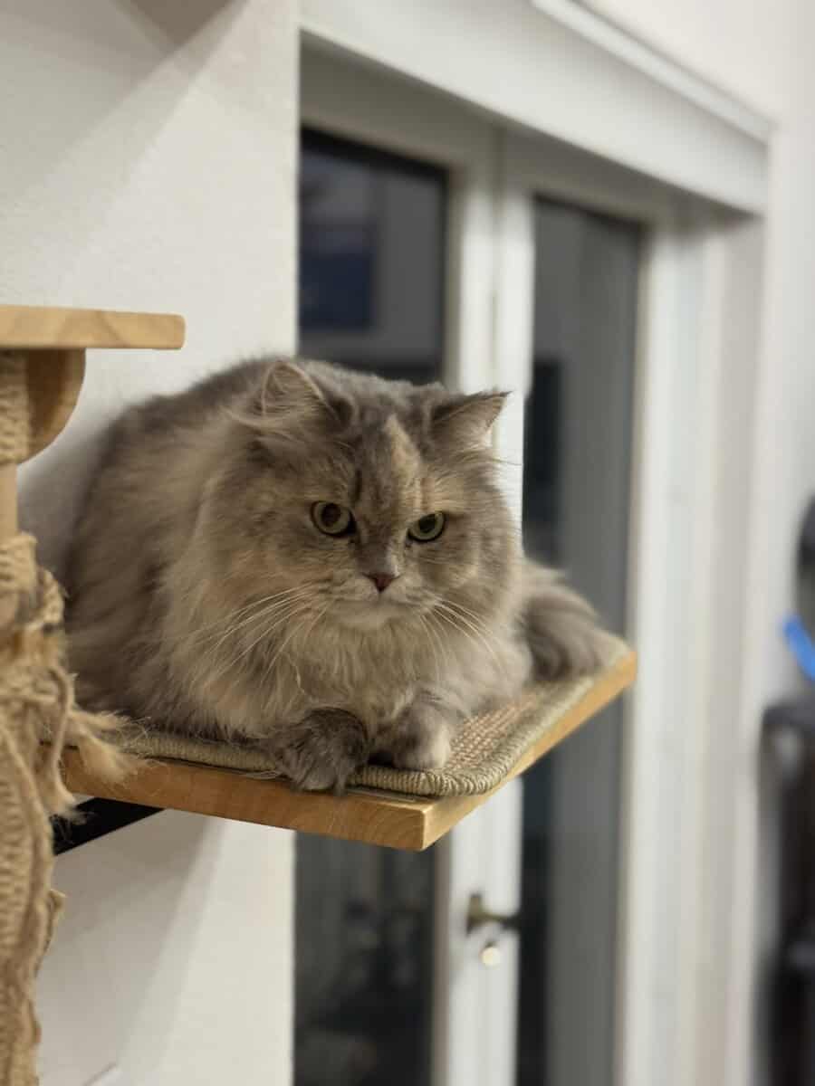 Beautiful long fur Scottish Straight female cat image 7