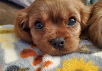 Cavapoo/King Charles Cavalier Puppies