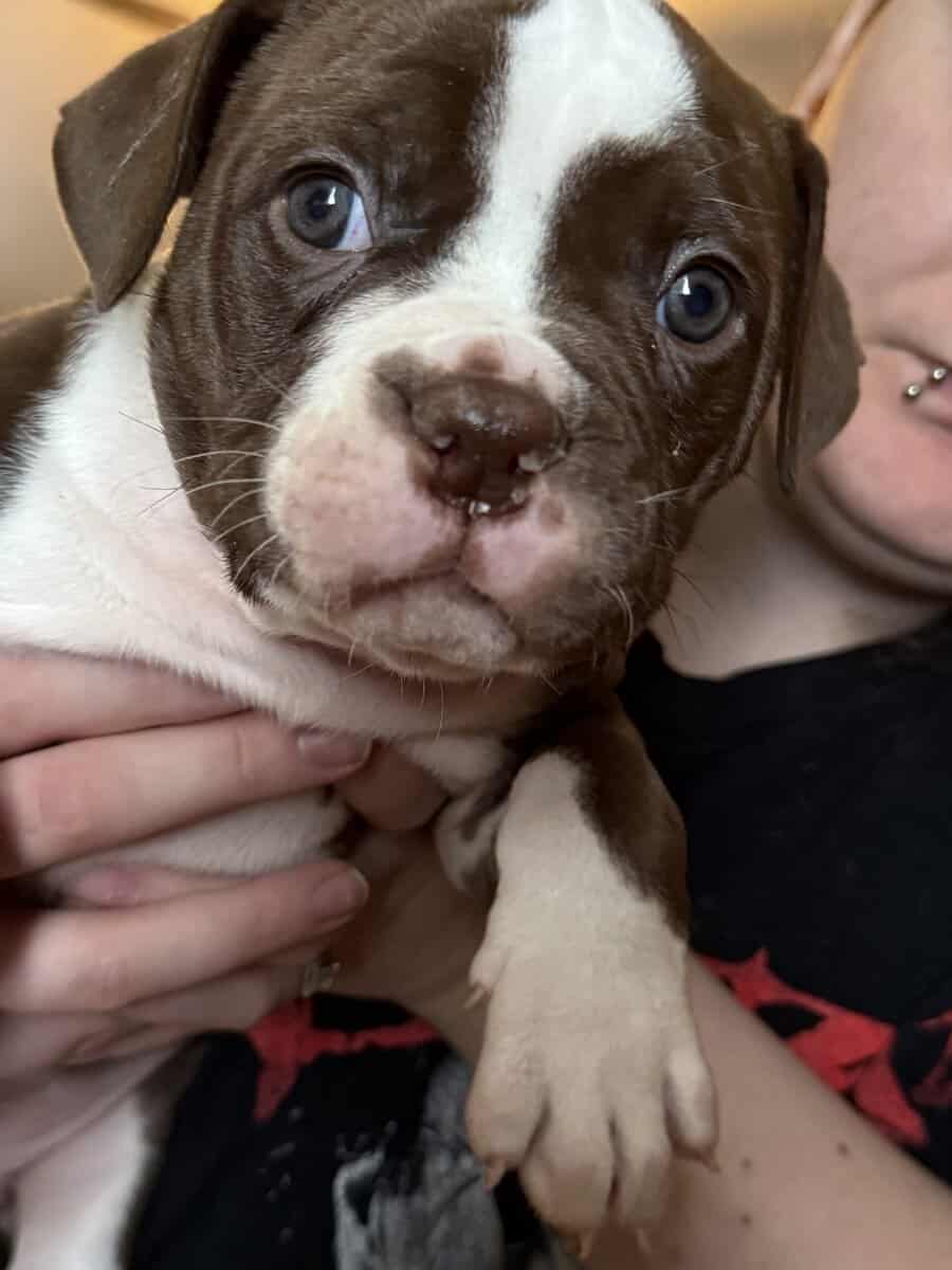 Puppies for Sale! image 7
