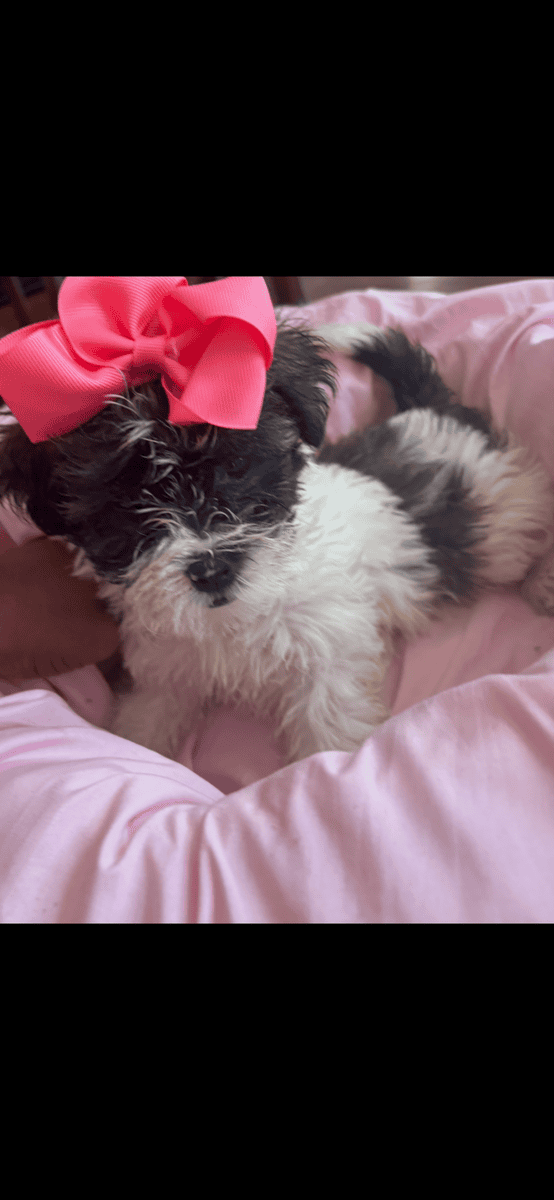 Beautiful Female Maltese x Shih Tzu image 9