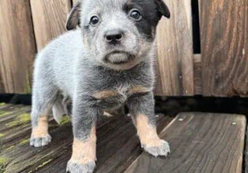 Blue Heeler Puppies!