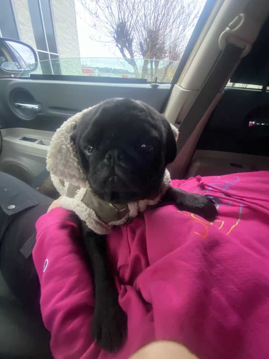 Pug rehome image 1