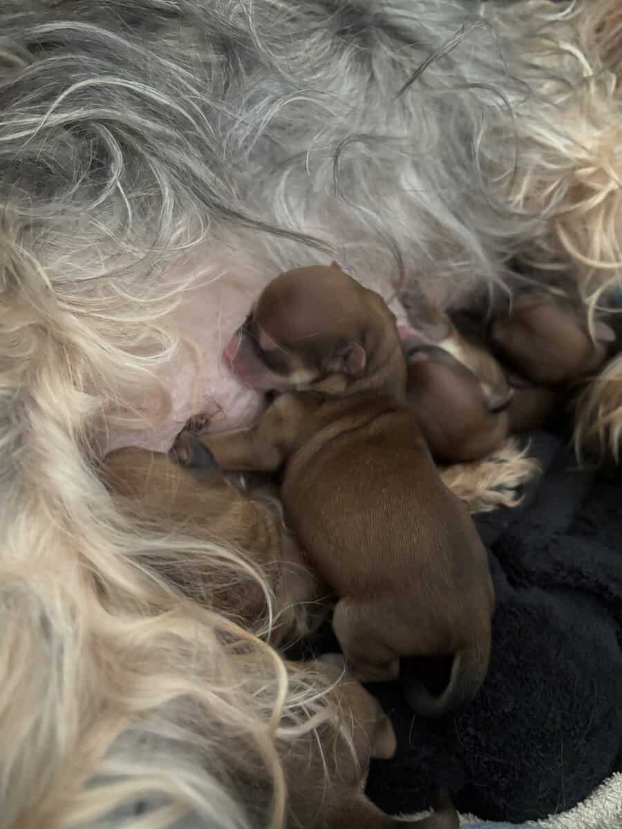 Morkie Puppies image 2