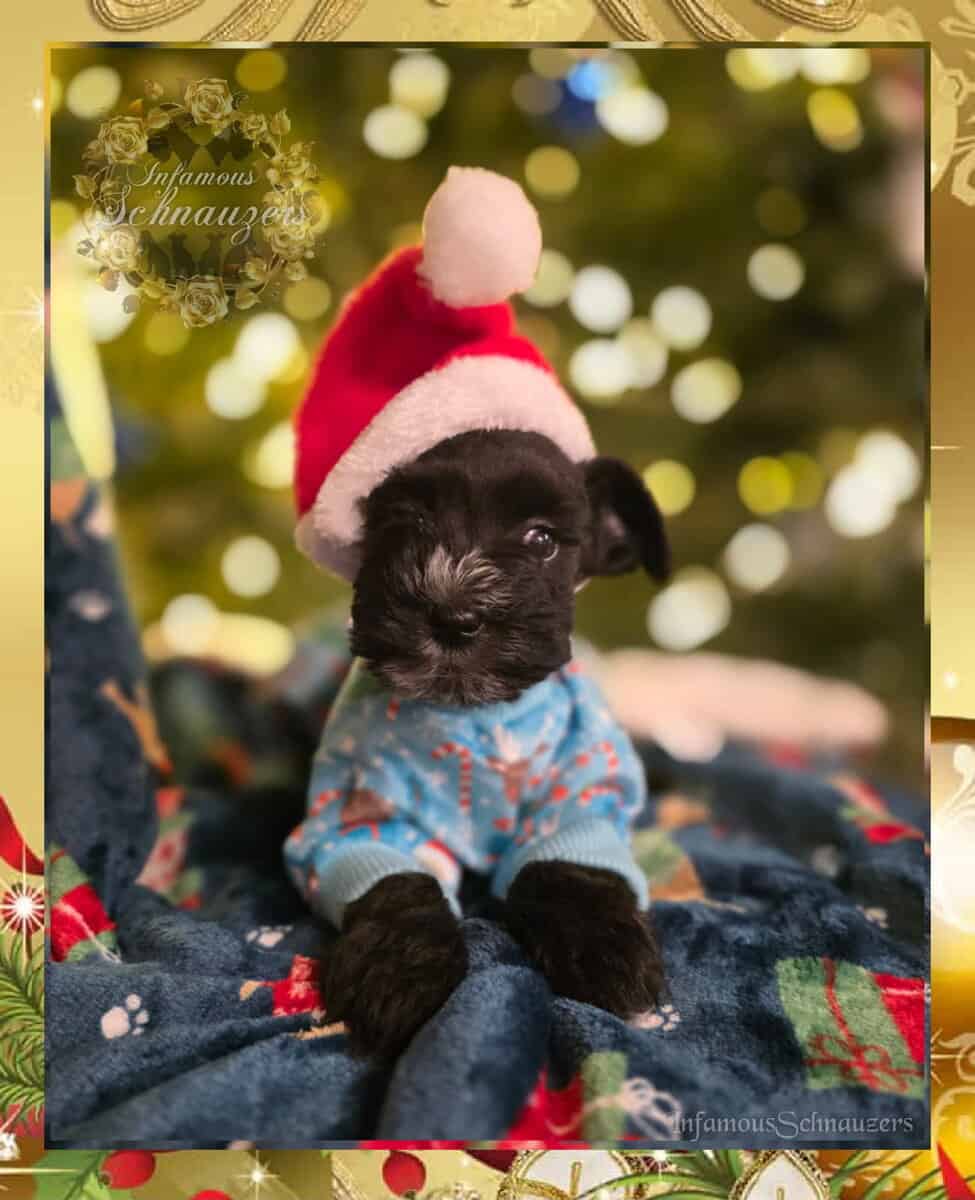 Miniature Schnauzer image 4