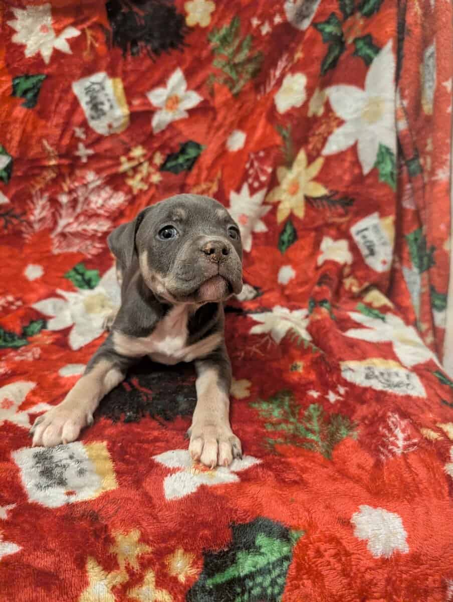 American bully puppies image 5