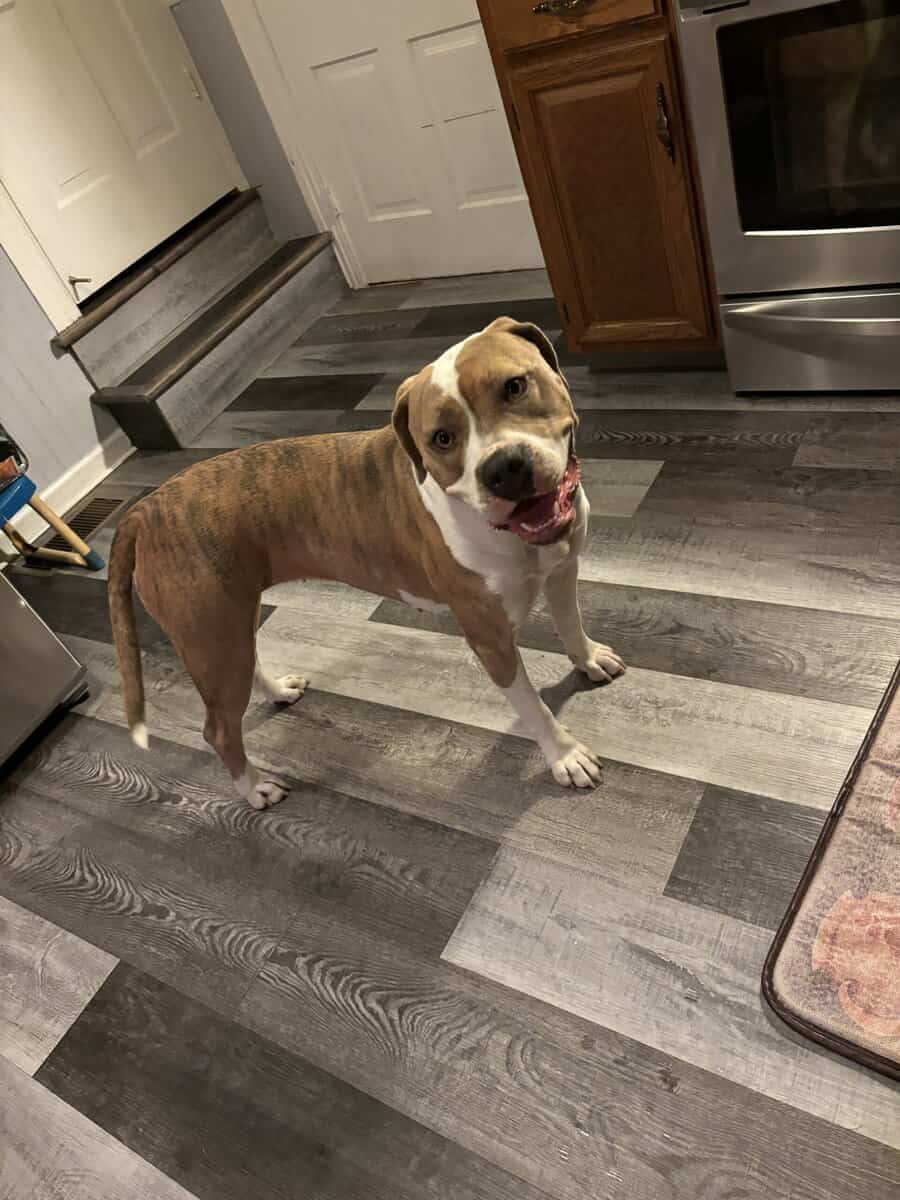 Staffordshire female dog mix image 1