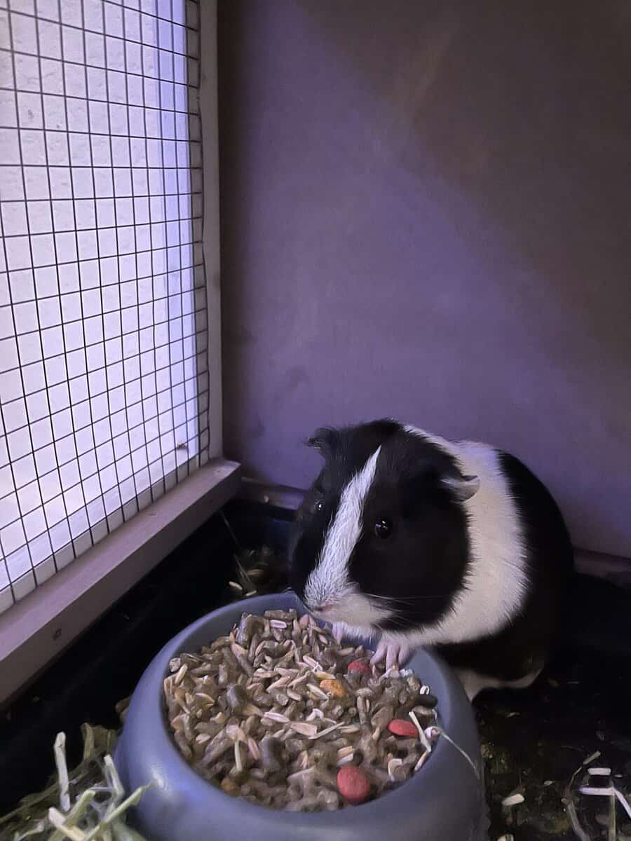 Free Guinea pigs and supplies image 1