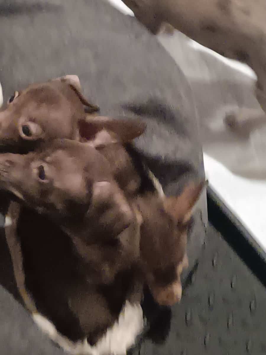 Chiweenie puppy 2/6 Precious female image 5