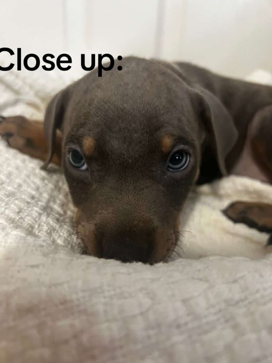🔥 Rare Exotic Dober Bullies – Stunning Tri-Color image 14
