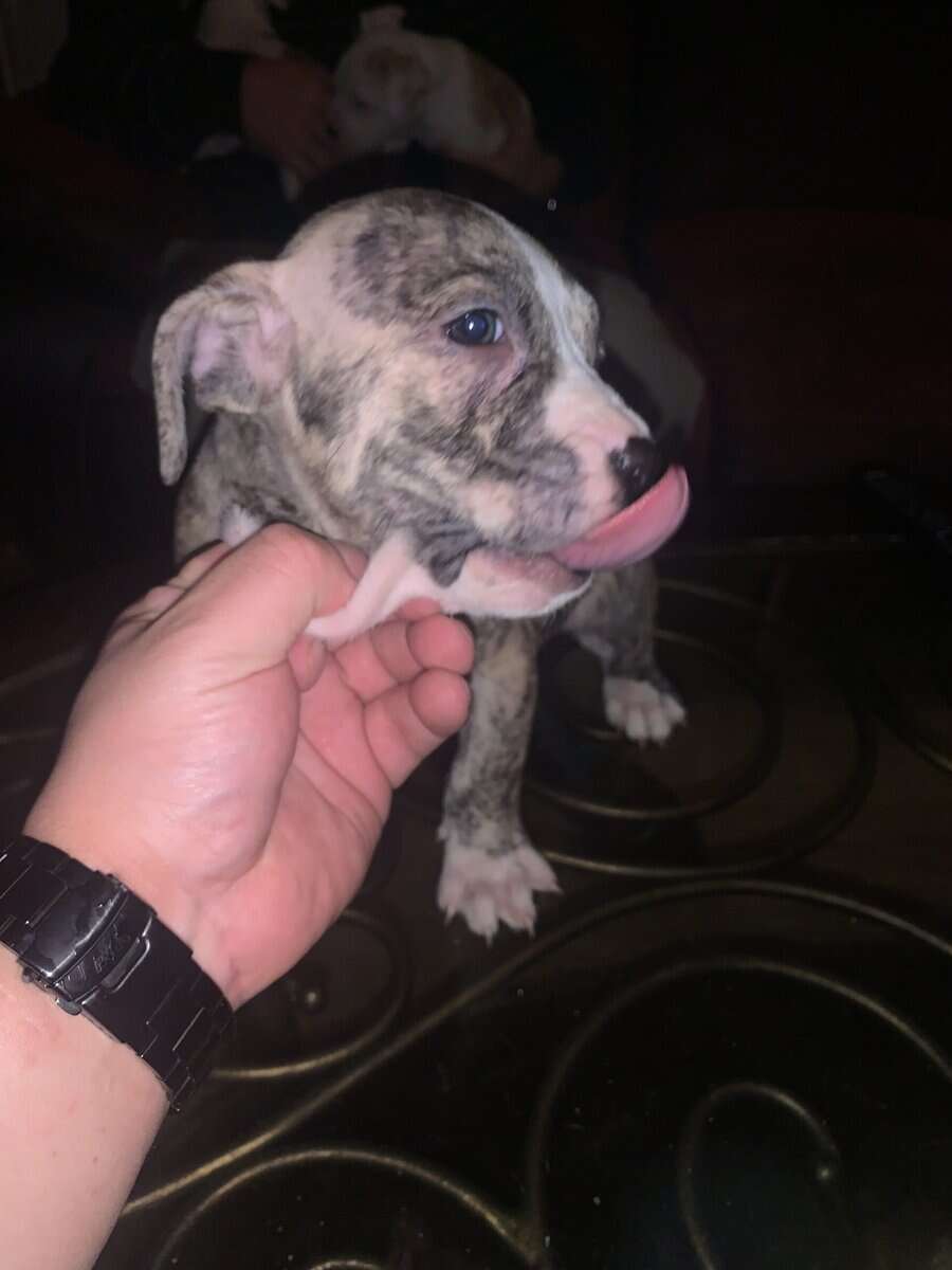 Red nose Puppies for sale image 1