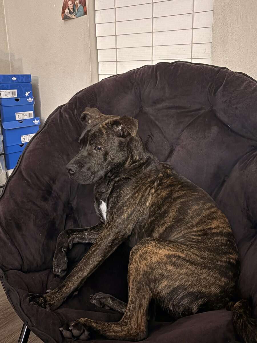 For adoption image 4