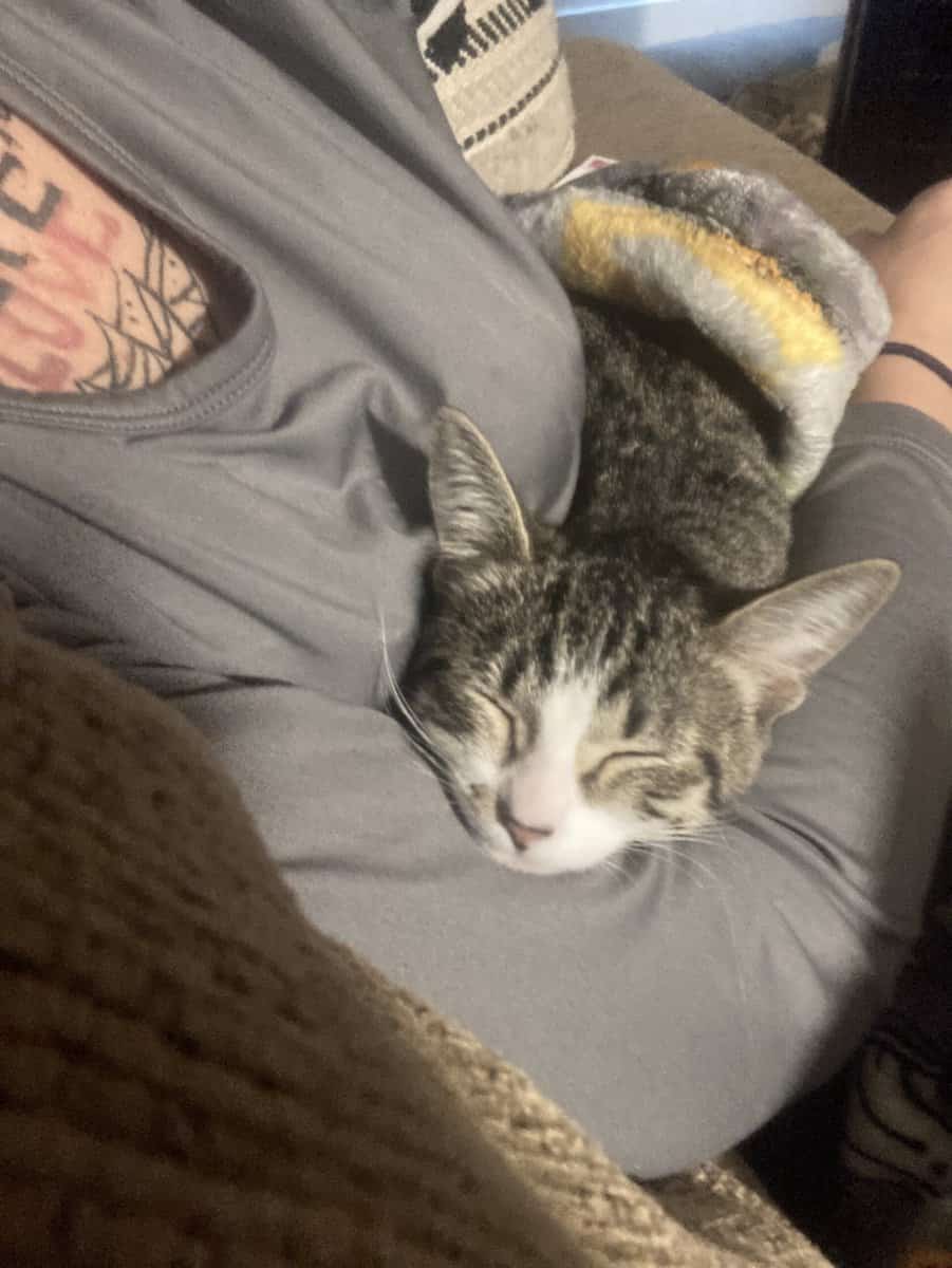 Kitten needs a good home image 1