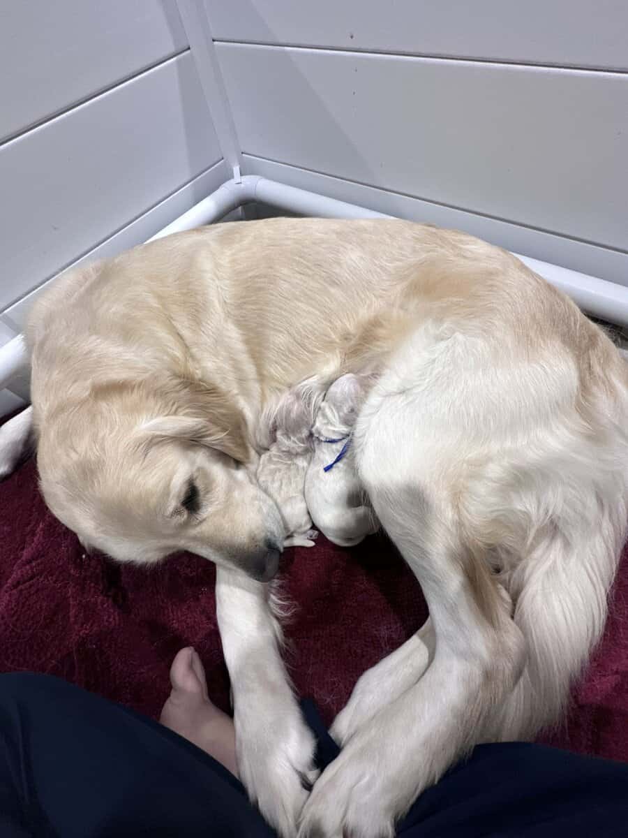 Southern Belle Kennel's Golden retrievers image 2