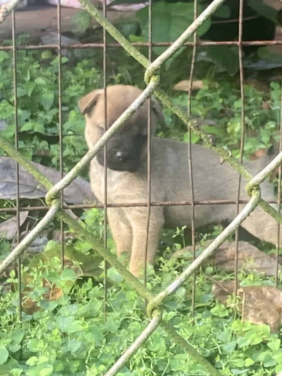 6 week old puppies image 11