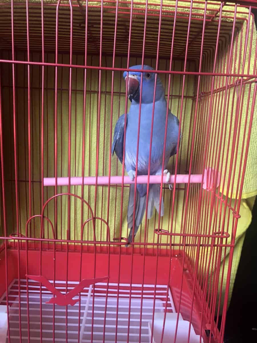 Indian Ringneck Houston TX image 3