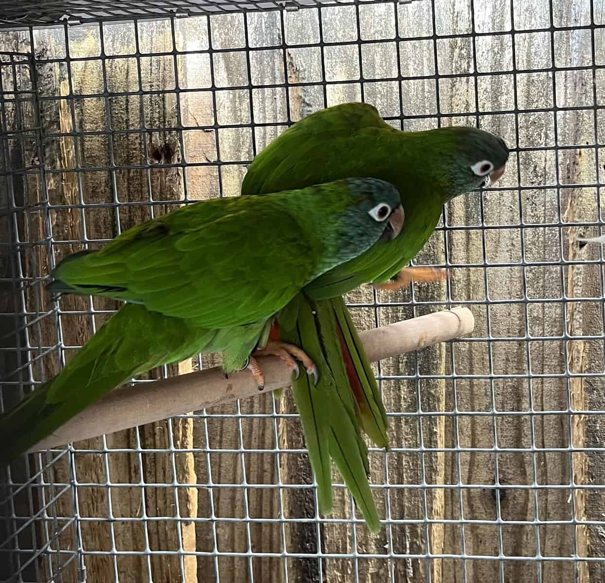 Blue Crown Conure Pairs image 1