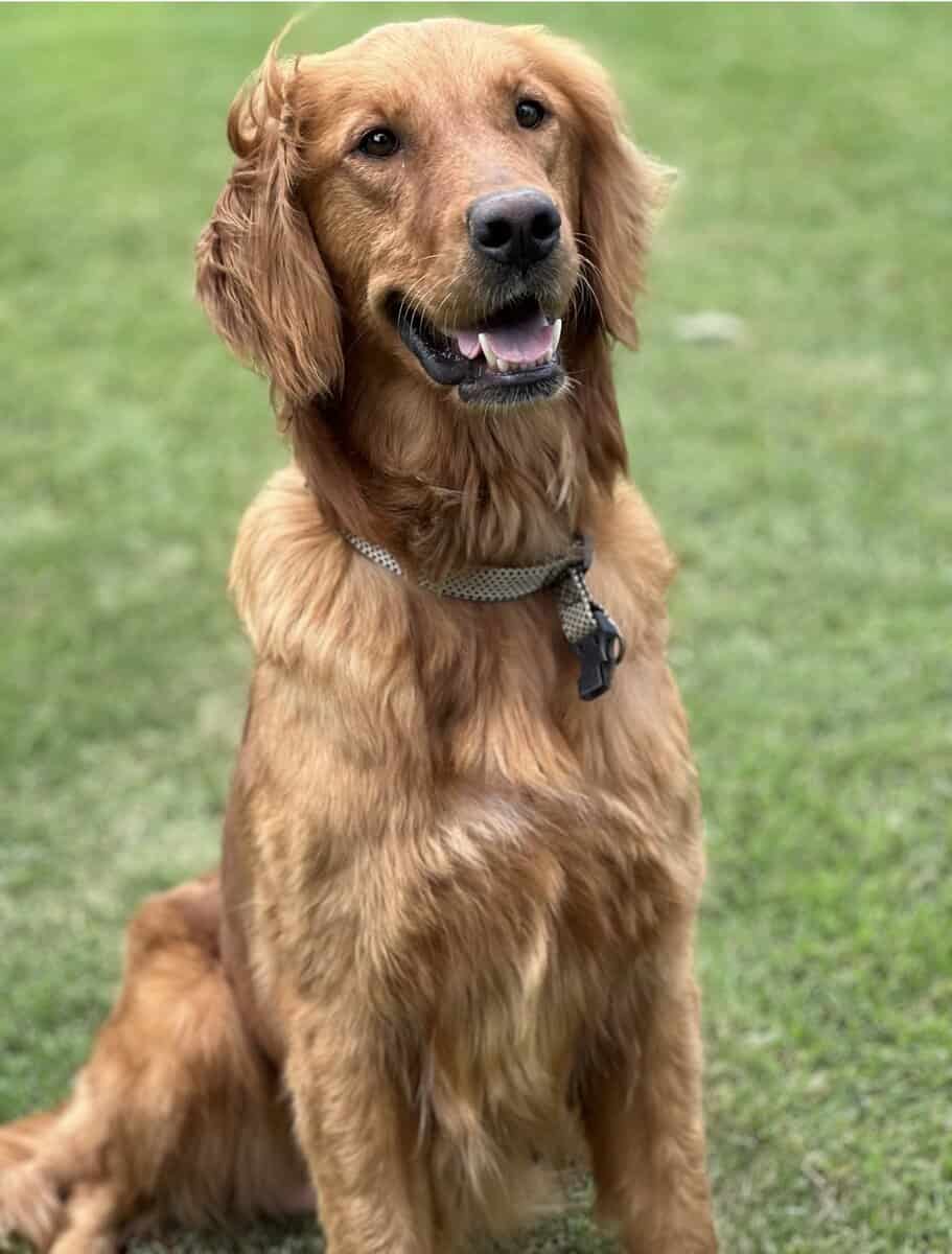 Akc GoldenRetriever pups image 5