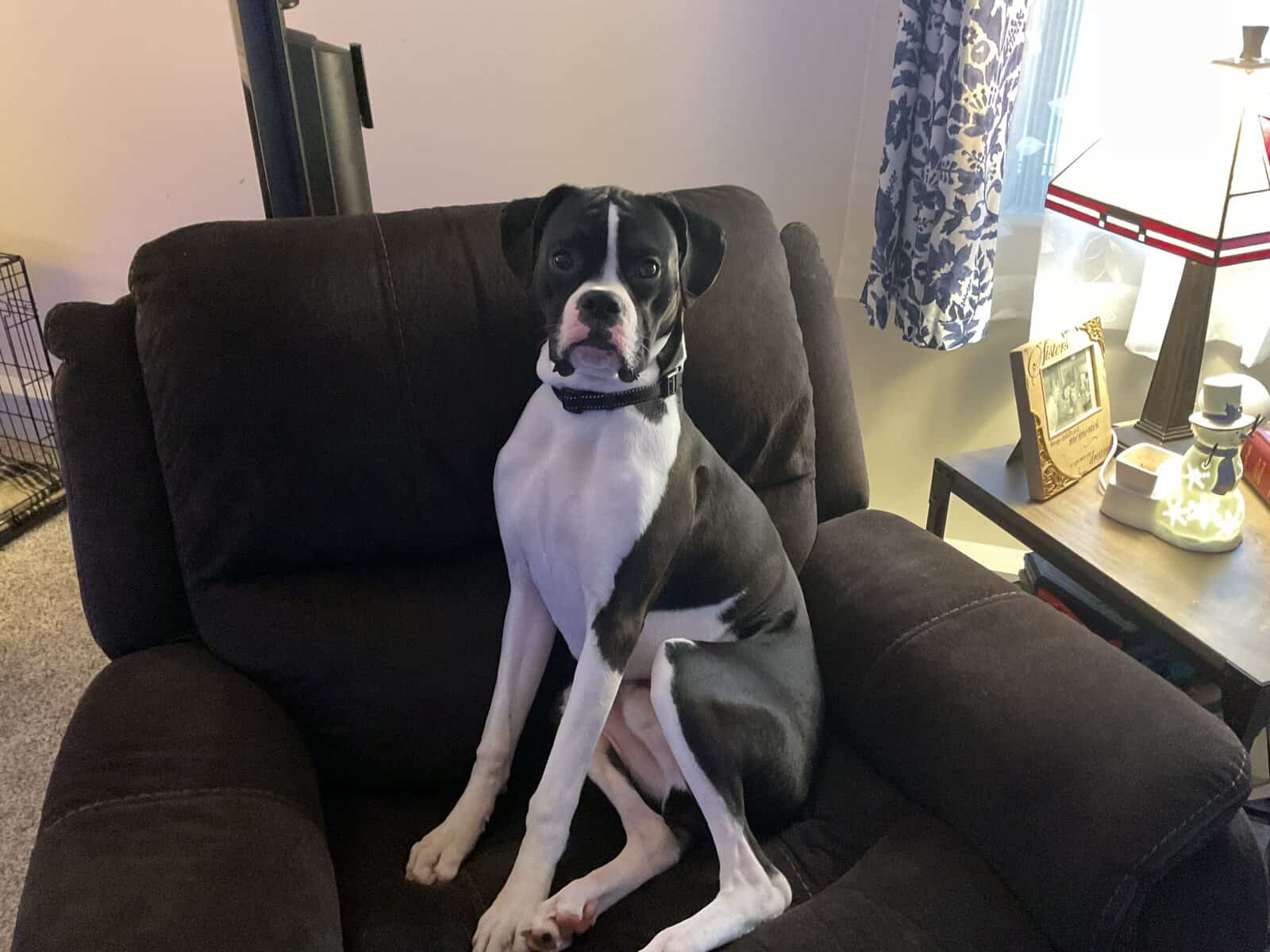 Beautiful black and white Boxer for sale! image 3